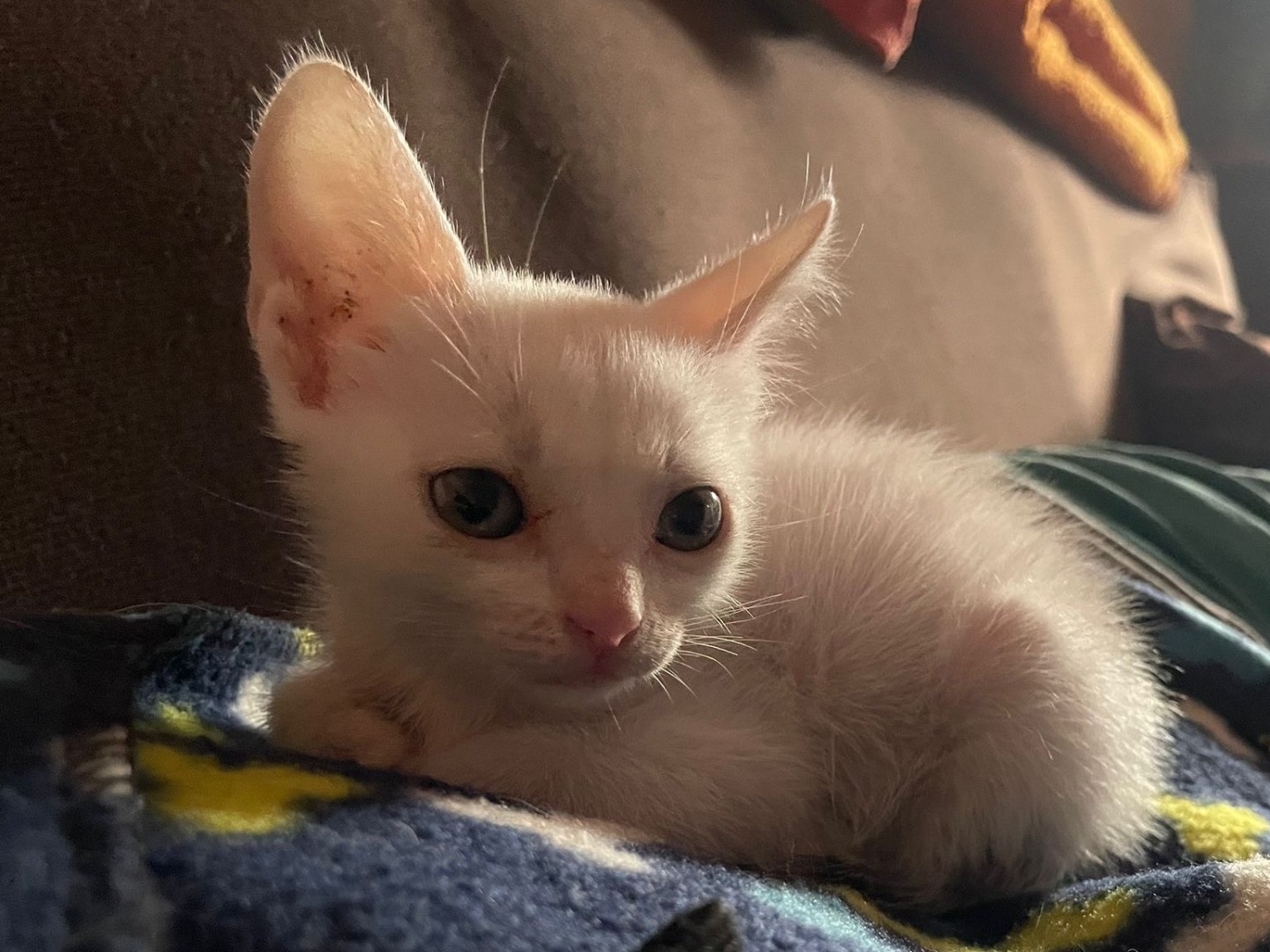 Adotta un gatto, femmina, 1 mesi, Enna