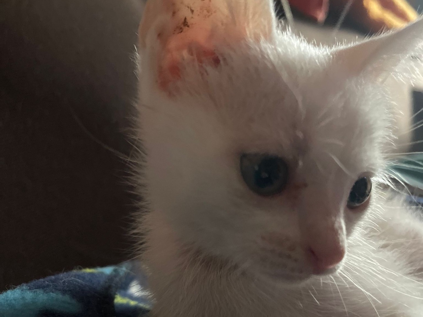 Adotta un gatto, taglia non valida, femmina, Enna