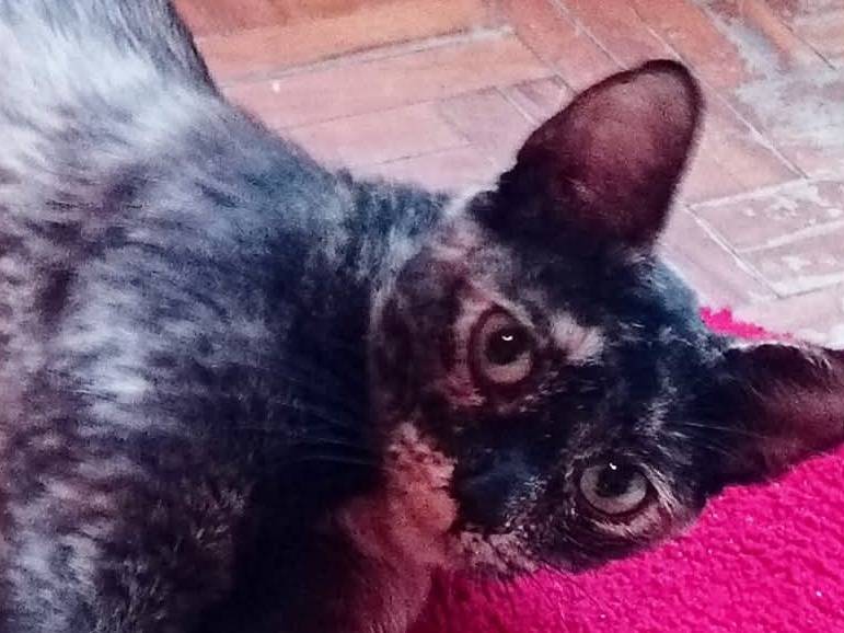 Adozione gatto, femmina, Razza sconosciuta Razza sconosciuta, 2 anni e 1 mese, taglia non valida, Torino