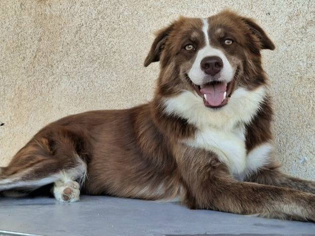 Adozione cane, femmina, Razza sconosciuta Razza sconosciuta, 1 anno e 2 mesi, taglia media, Palermo