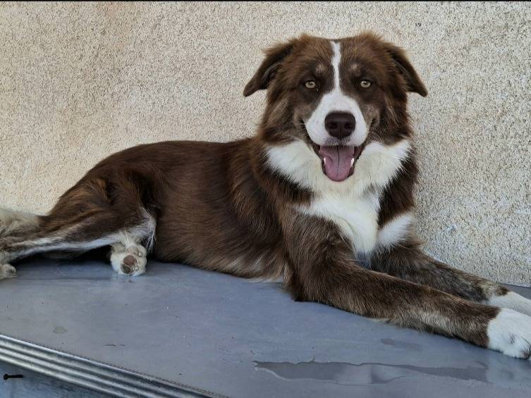 Adotta un cane, femmina, 1 anno e 2 mesi, Palermo