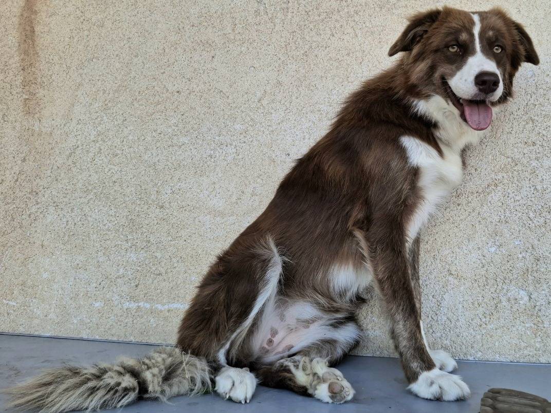 Adotta un cane, taglia media, femmina, Palermo