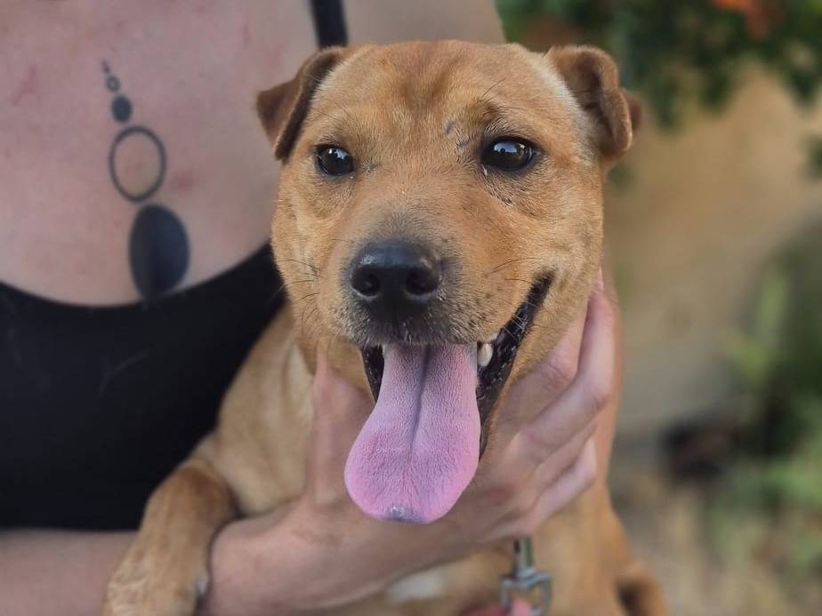 Adozione cane, femmina, Razza sconosciuta Razza sconosciuta, 1 anno e 2 mesi, taglia media contenuta, Crotone
