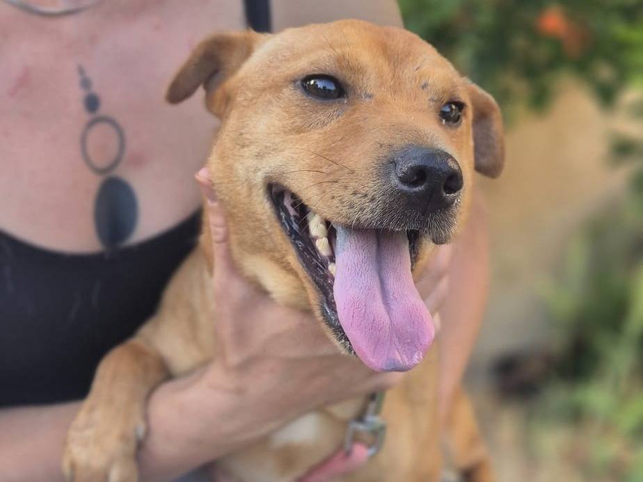 Adotta un cane, femmina, 1 anno e 2 mesi, Crotone