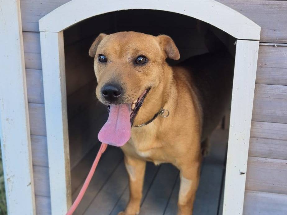 Adotta un cane, taglia media contenuta, femmina, Crotone