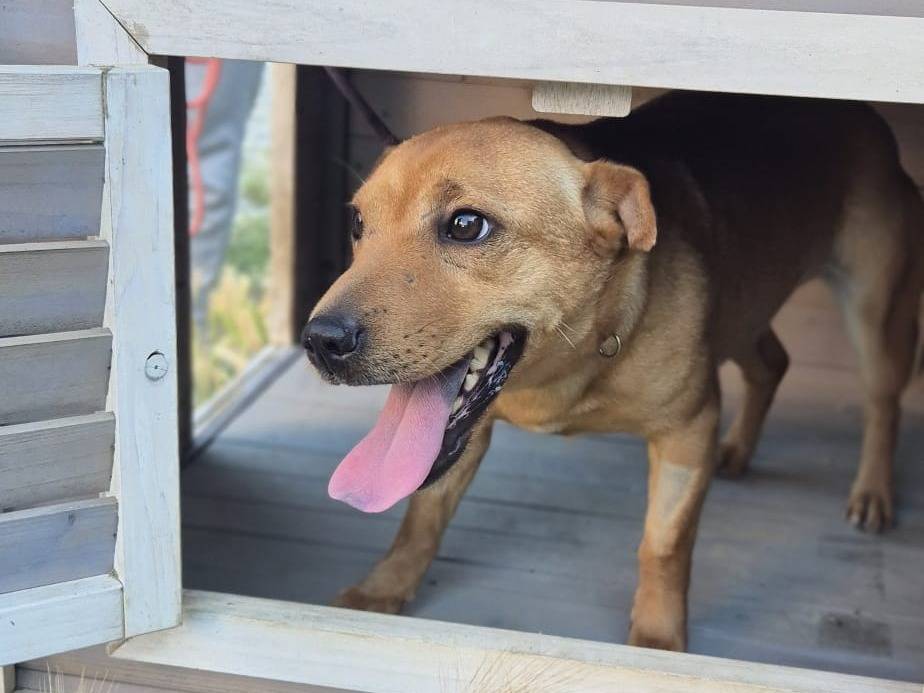 Vuoi adottare un cane a Crotone?