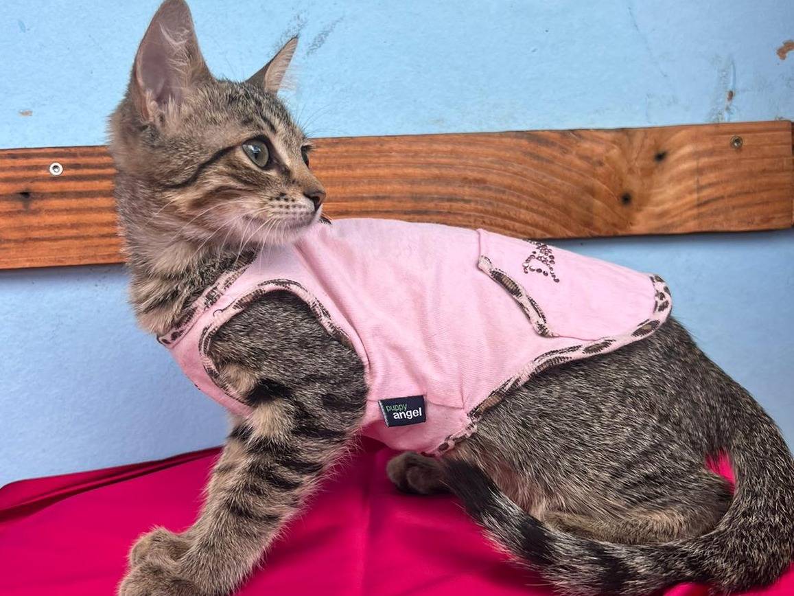 Adotta un gatto, femmina, 3 mesi, Bari