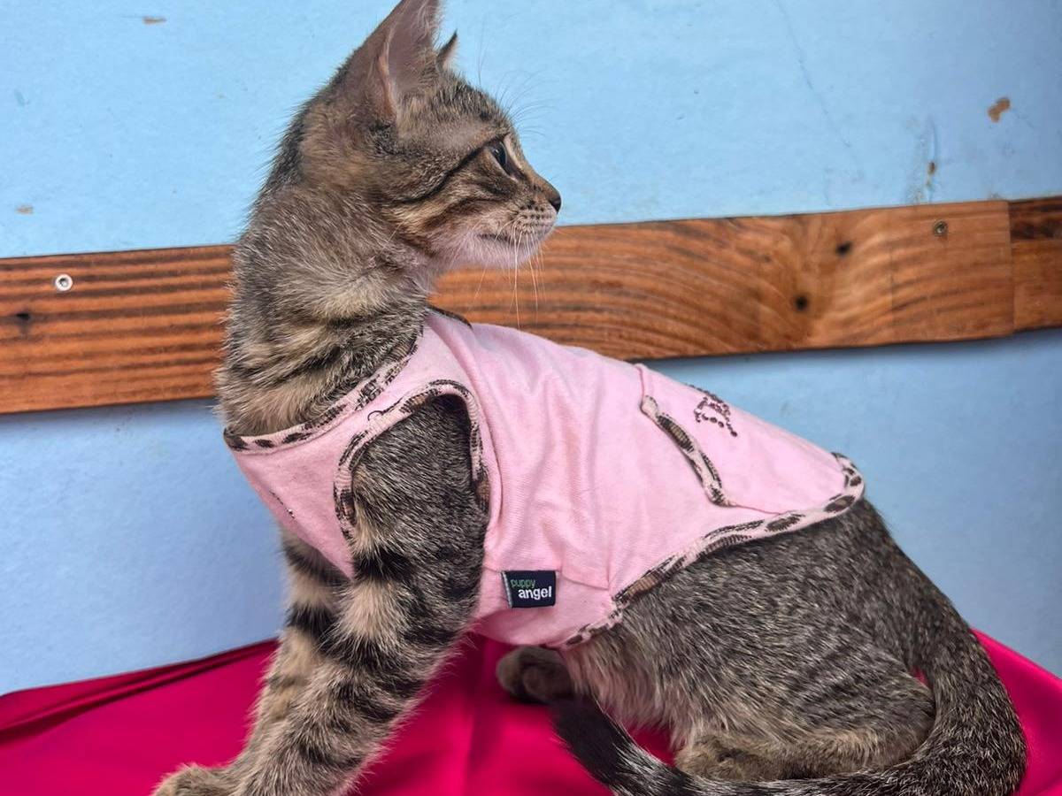 Adotta un gatto, taglia non valida, femmina, Bari