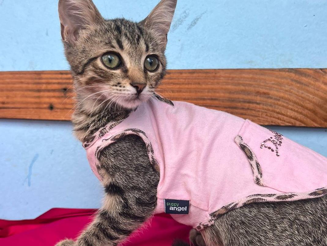 Vuoi adottare un gatto a Bari?