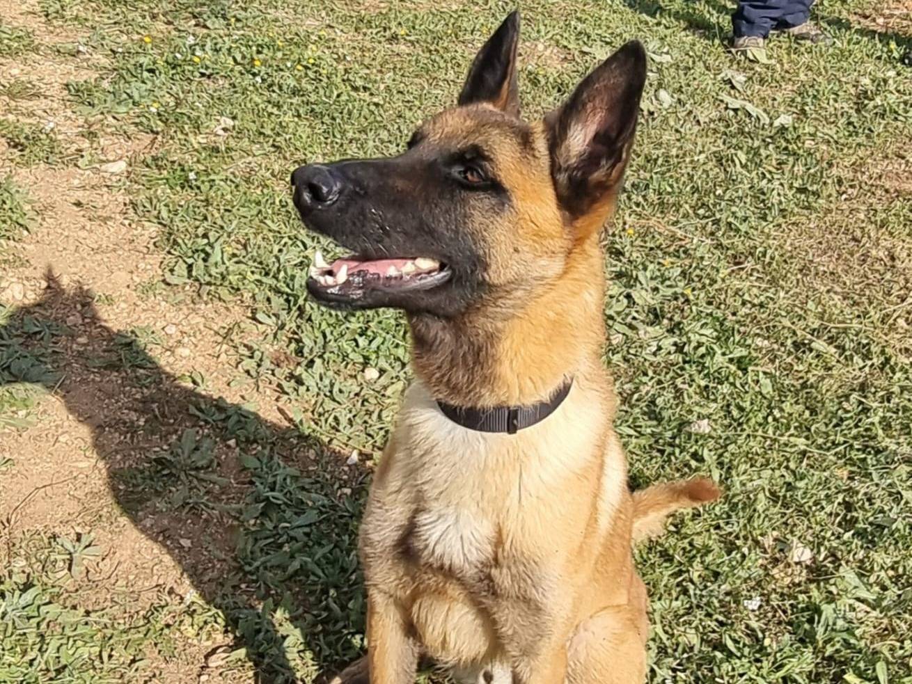 Adozione cane, maschio, Pastore Belga Malinois Razza sconosciuta, 2 anni e 2 mesi, taglia grande, Bari