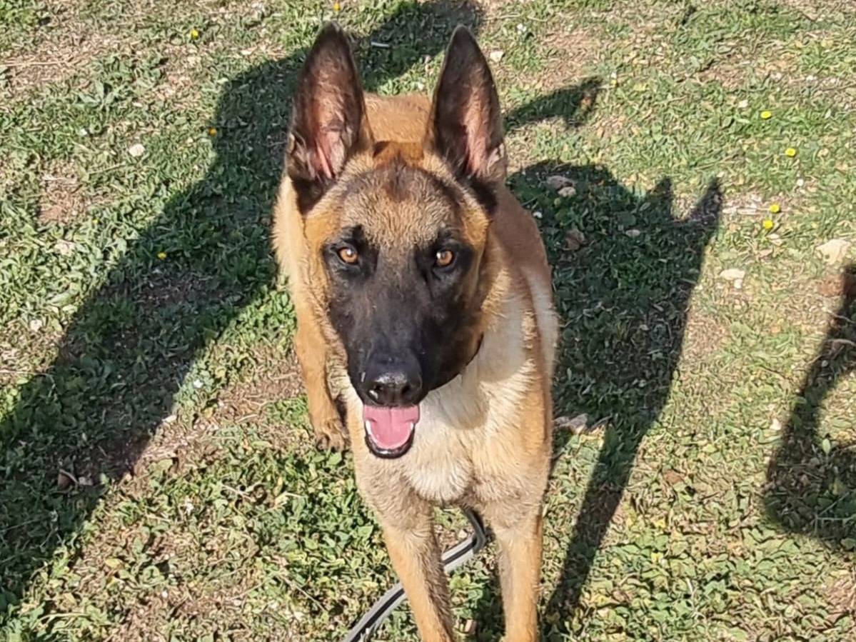 Adotta un cane, taglia grande, maschio, Bari