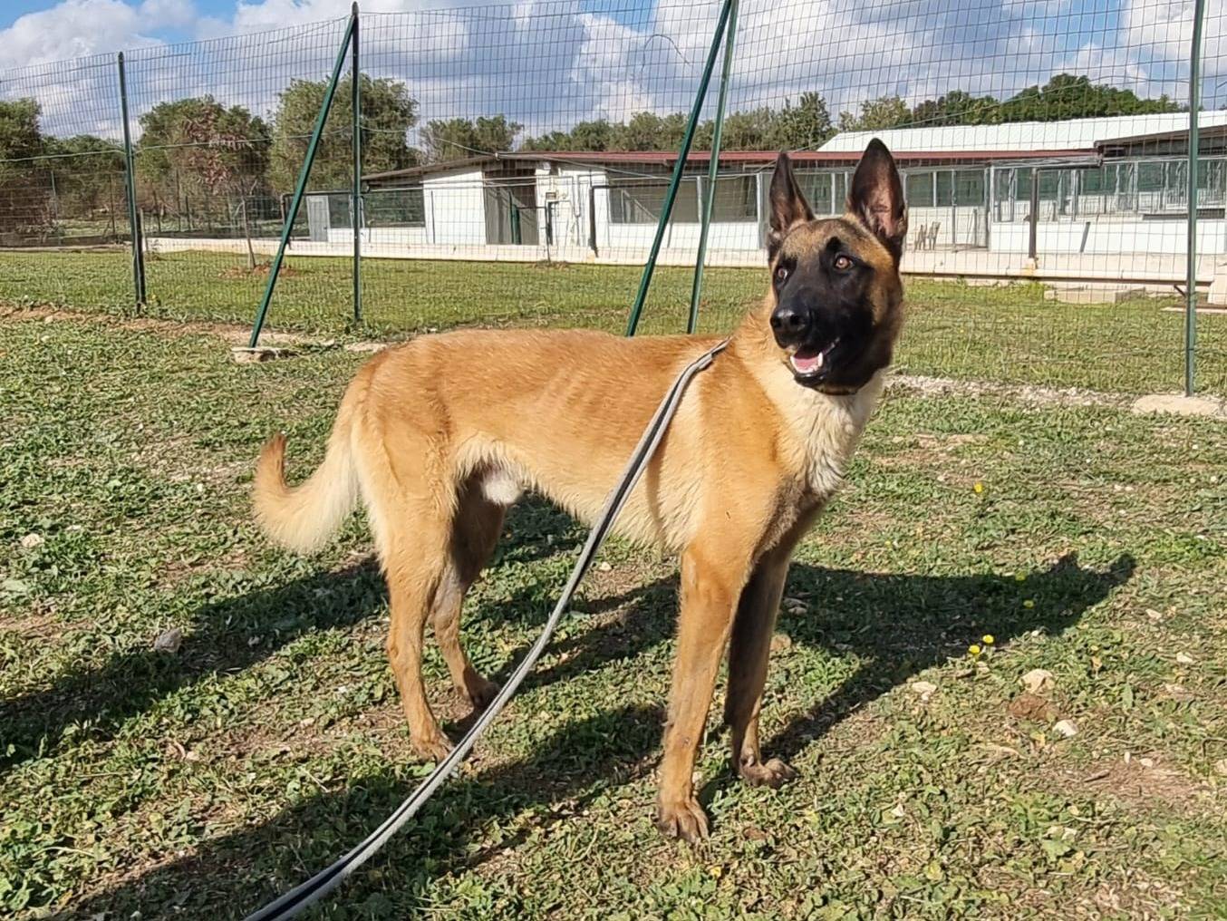 Adotta il cane Malin a Bari
