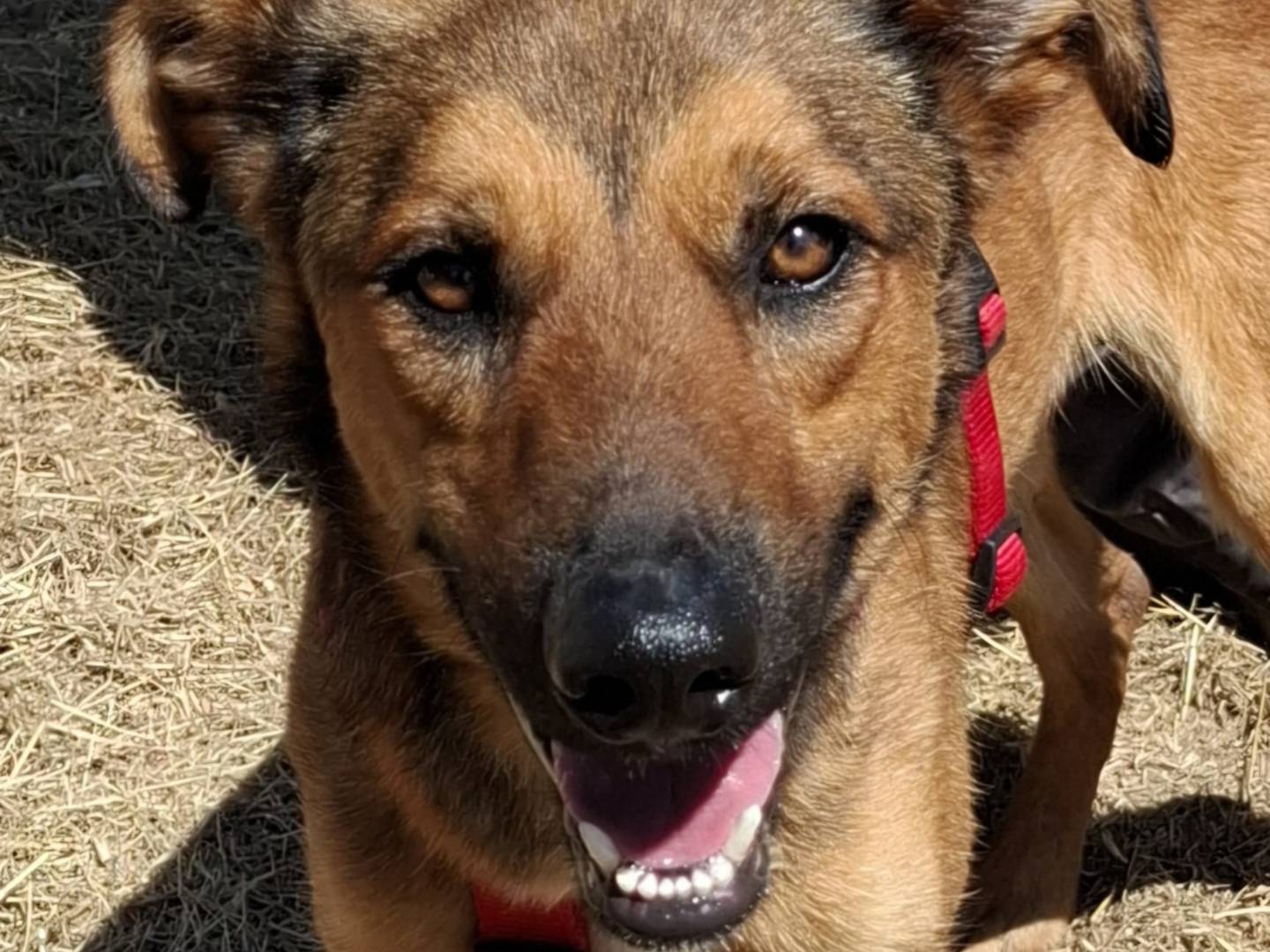 Adozione cane, maschio, Razza sconosciuta Razza sconosciuta, 7 mesi, taglia media, Bari
