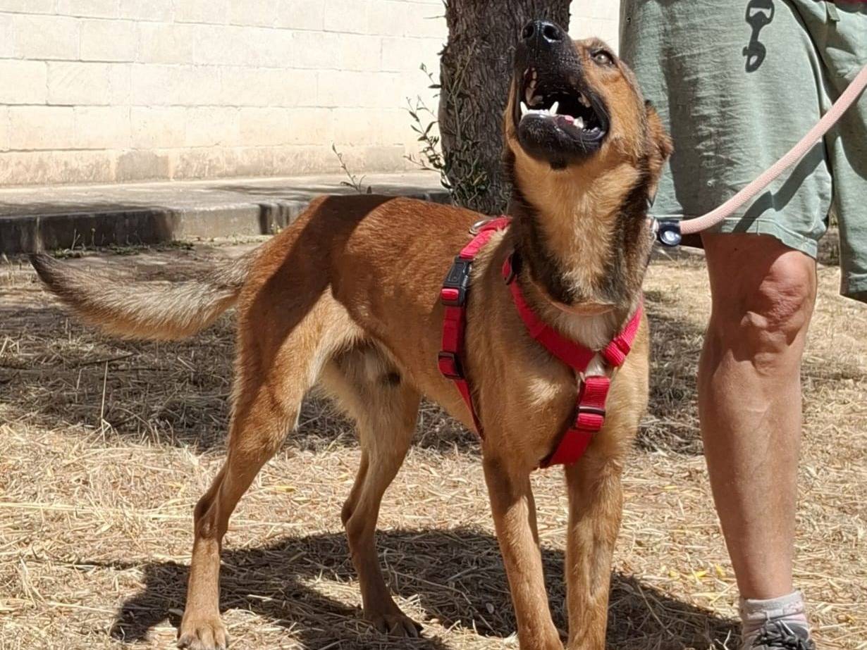 Adotta un cane, taglia media, maschio, Bari