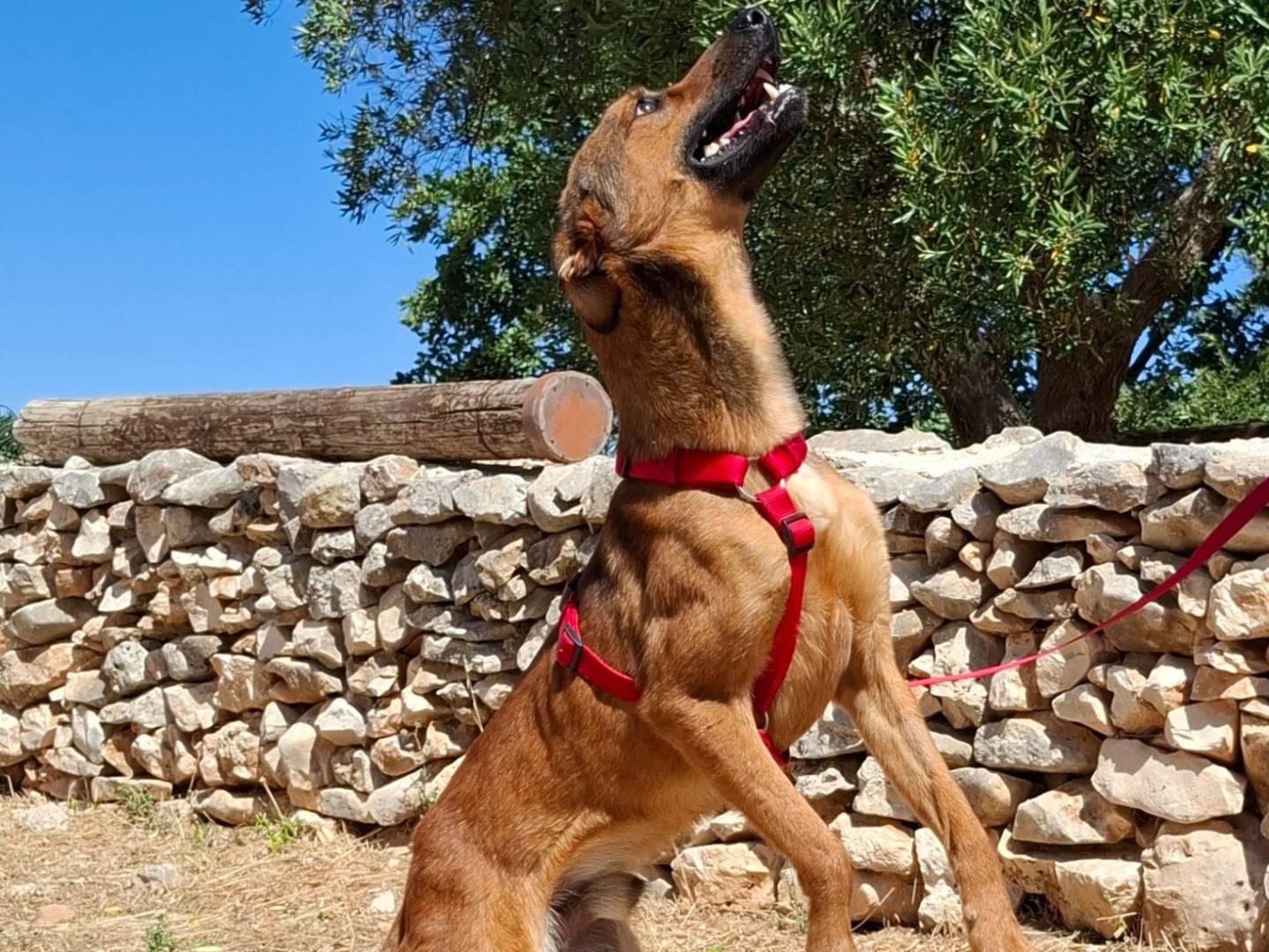 Vuoi adottare un cane a Bari?