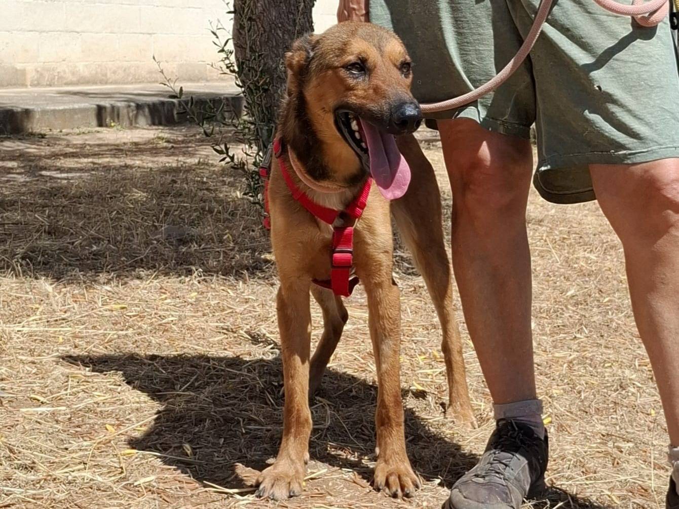 Adotta il cane Aladin a Bari