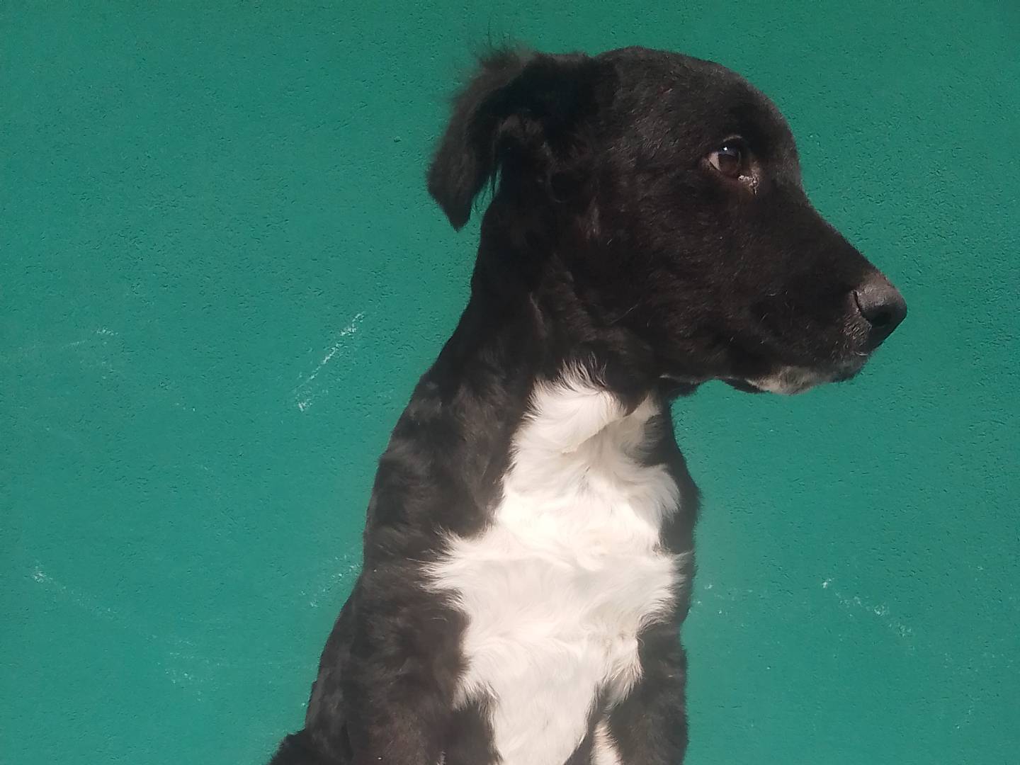 Vuoi adottare un cane a Rovigo?