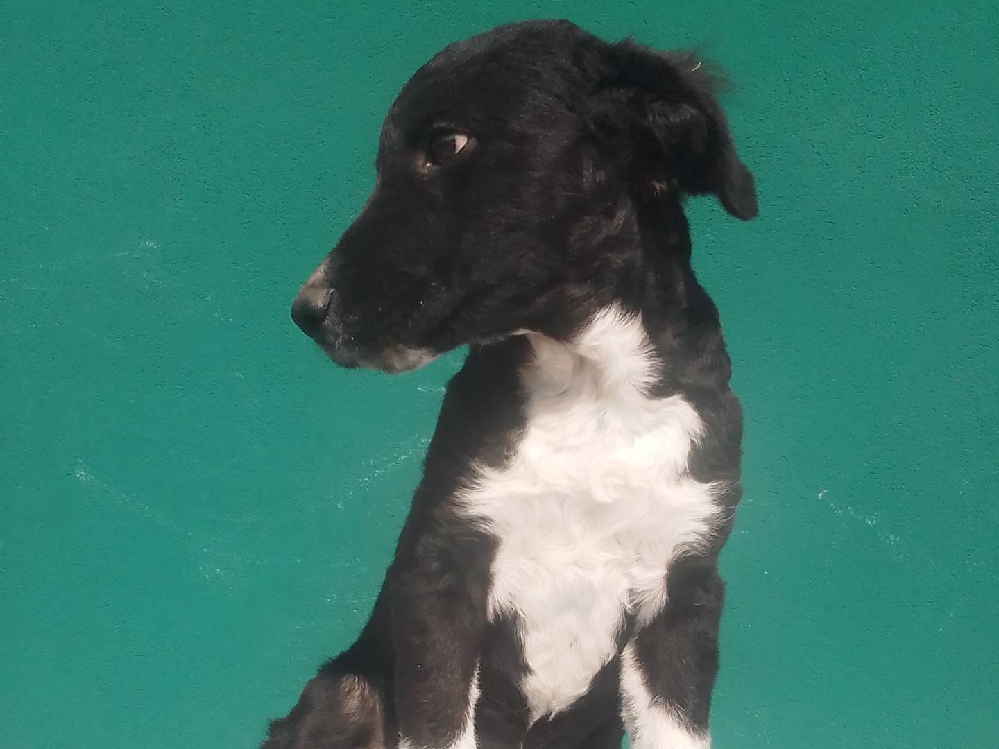 Adotta il cane Orso a Rovigo