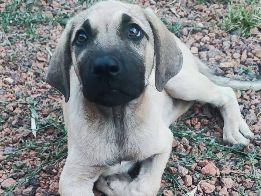 Adozione cane, maschio, Razza sconosciuta Razza sconosciuta, 4 mesi, taglia grande, Bergamo