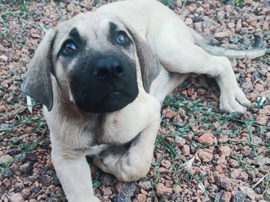 Adotta un cane, maschio, 4 mesi, Bergamo
