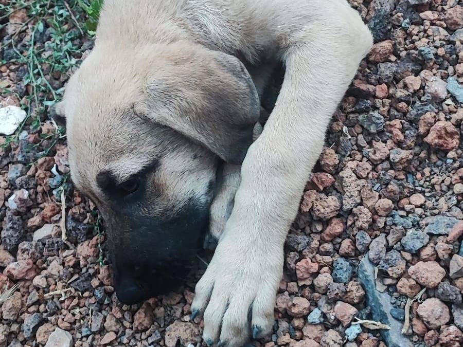 Adotta un cane, taglia grande, maschio, Bergamo