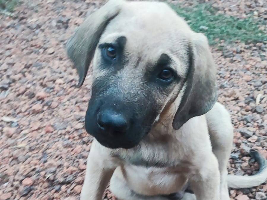 Vuoi adottare un cane a Bergamo?