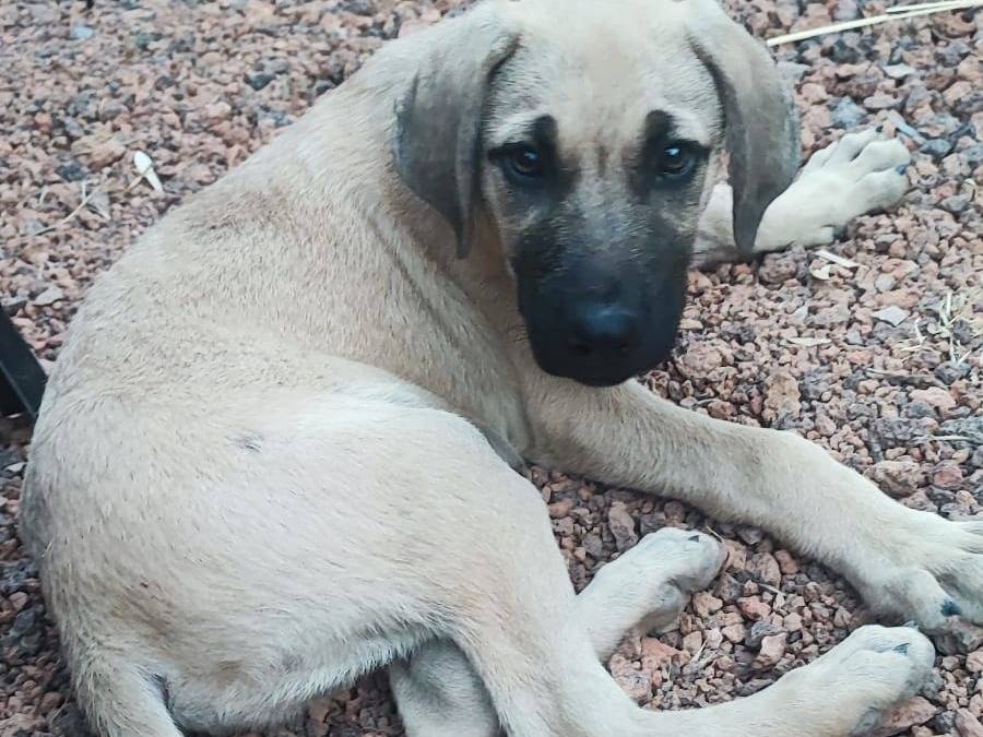 Adotta il cane Goran  a Bergamo