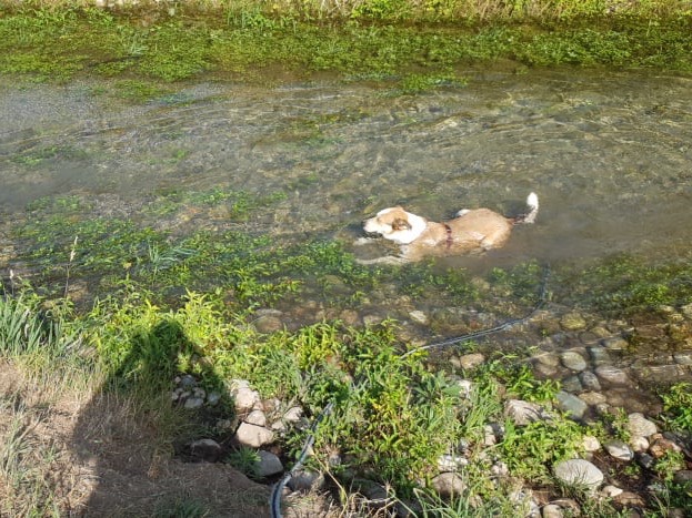 Foto 3 dell'animale