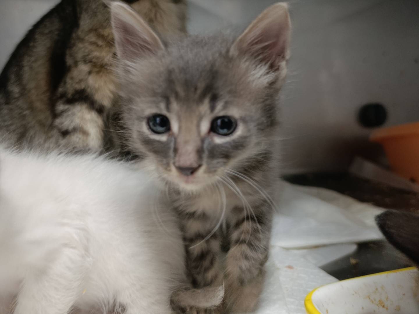 Adozione gatto, maschio, Razza sconosciuta Razza sconosciuta, Età non disponibile, taglia non valida, Roma