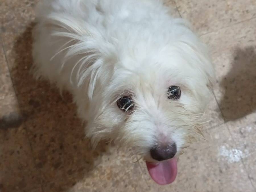 Adozione cane, femmina, Maltese Razza sconosciuta, 2 anni, taglia piccola, Milano