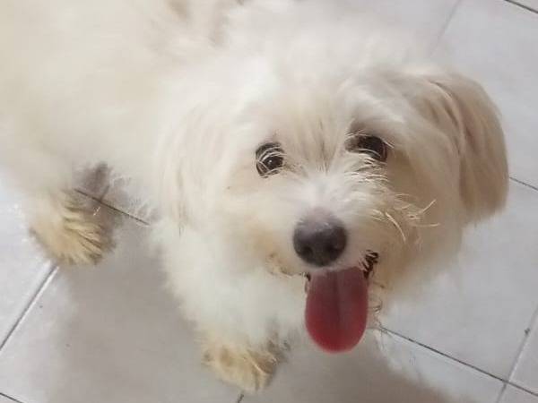 Adotta un cane, femmina, 2 anni, Milano