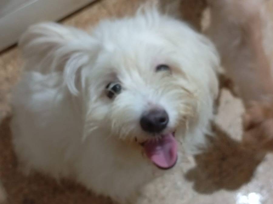 Adotta un cane, taglia piccola, femmina, Milano