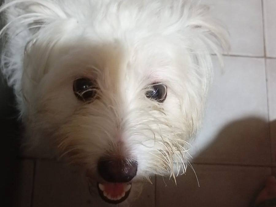 Vuoi adottare un cane a Milano?