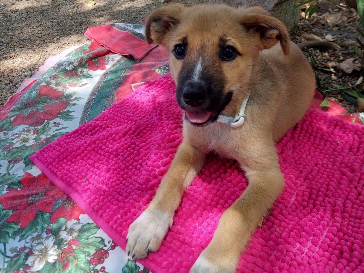 Adozione cane, femmina, Razza sconosciuta Razza sconosciuta, 1 mesi, taglia media contenuta, Milano