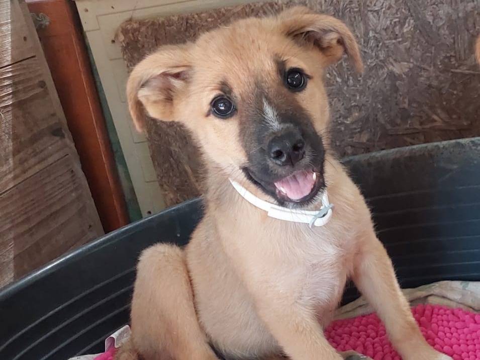 Adotta un cane, femmina, 1 mesi, Milano