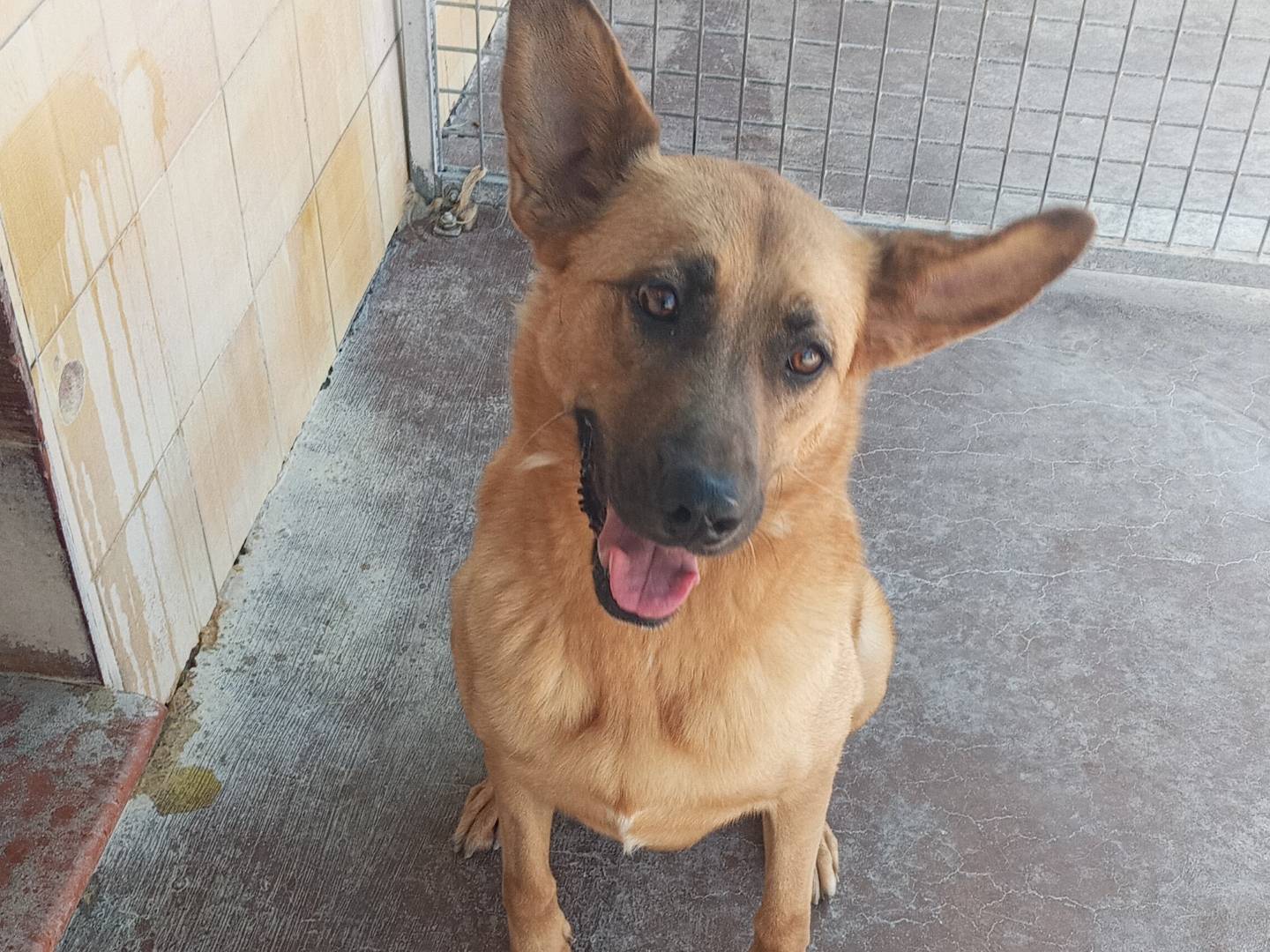 Adozione cane, maschio, Pastore Belga Malinois Razza sconosciuta, 9 anni e 6 mesi, taglia media, Viterbo