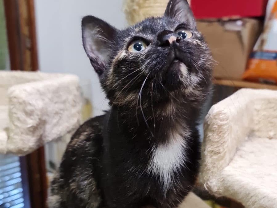Adotta un gatto, taglia non valida, femmina, Lecco