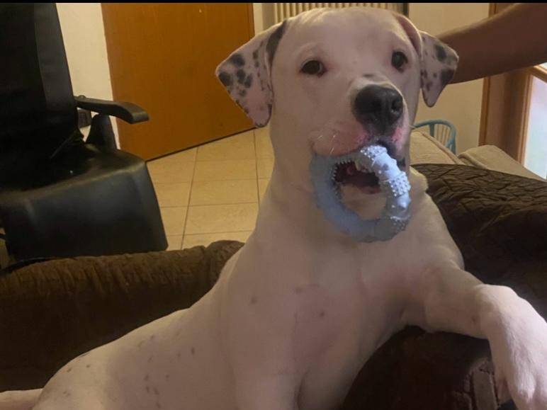 Adotta un cane, maschio, 2 anni e 6 mesi, Reggio