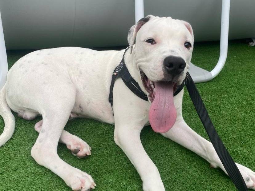 Vuoi adottare un cane a Reggio?