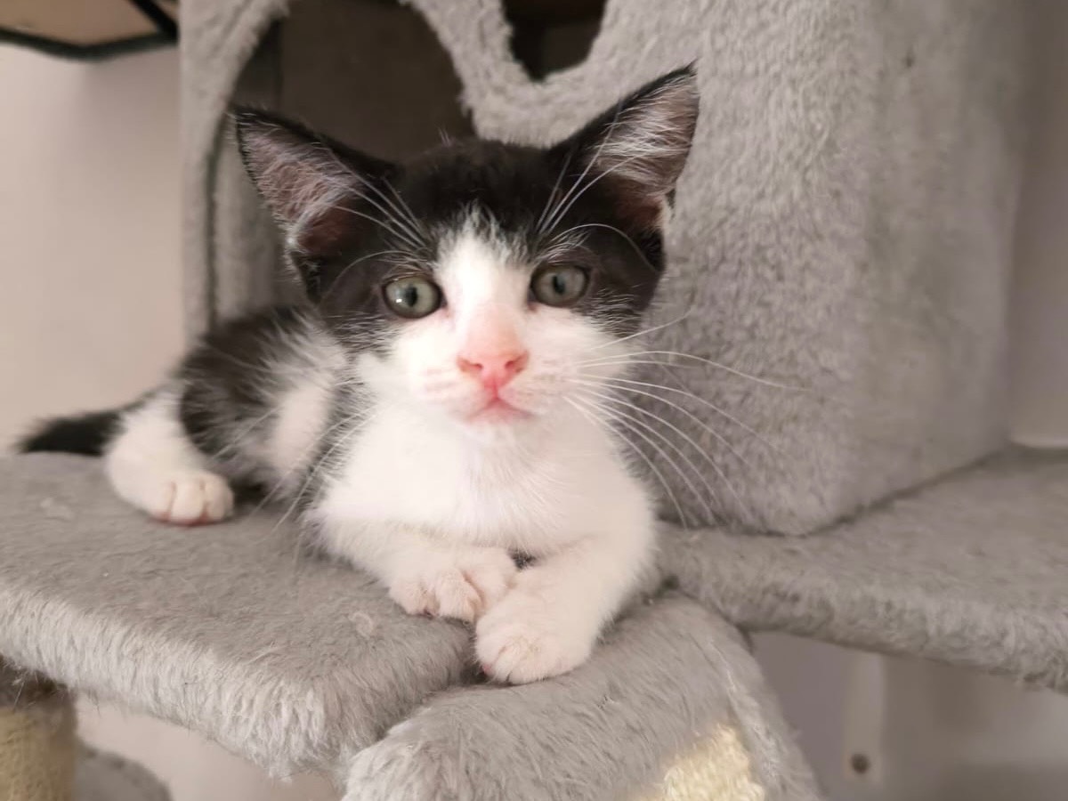 Adozione gatto, maschio, Razza sconosciuta Razza sconosciuta, 1 mesi, taglia non valida, Bari