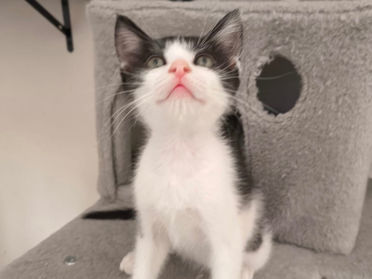 Adotta un gatto, taglia non valida, maschio, Bari