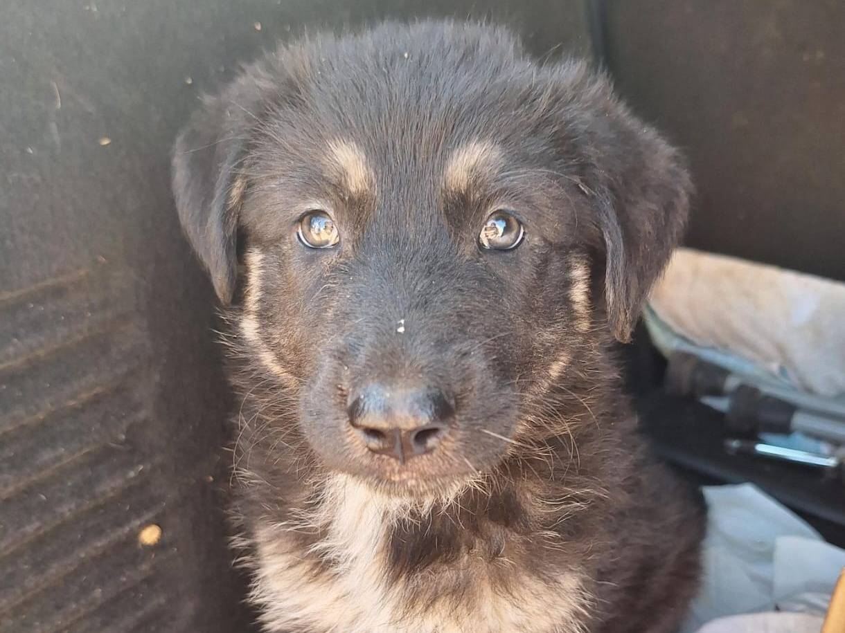 Adozione cane, femmina, Razza sconosciuta Razza sconosciuta, 1 mesi, taglia media, Bari