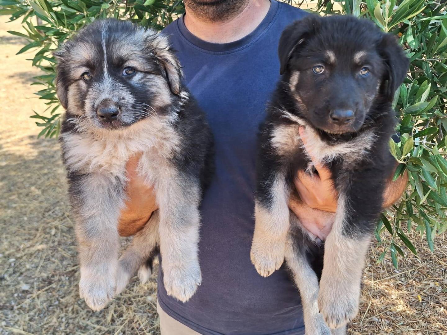 Adotta un cane, taglia media, femmina, Bari