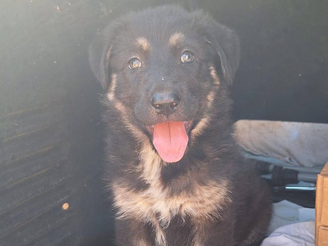 Vuoi adottare un cane a Bari?