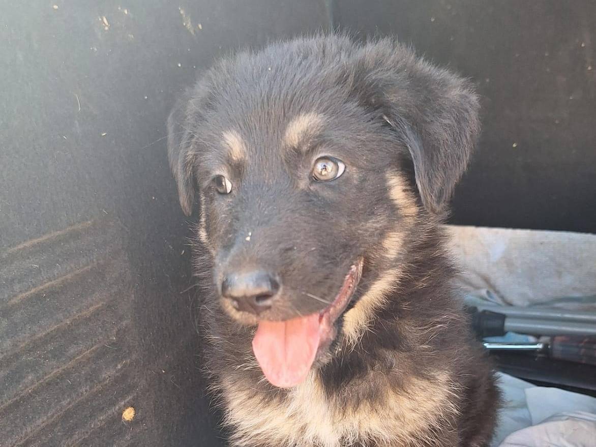 Adotta il cane ASTRID a Bari