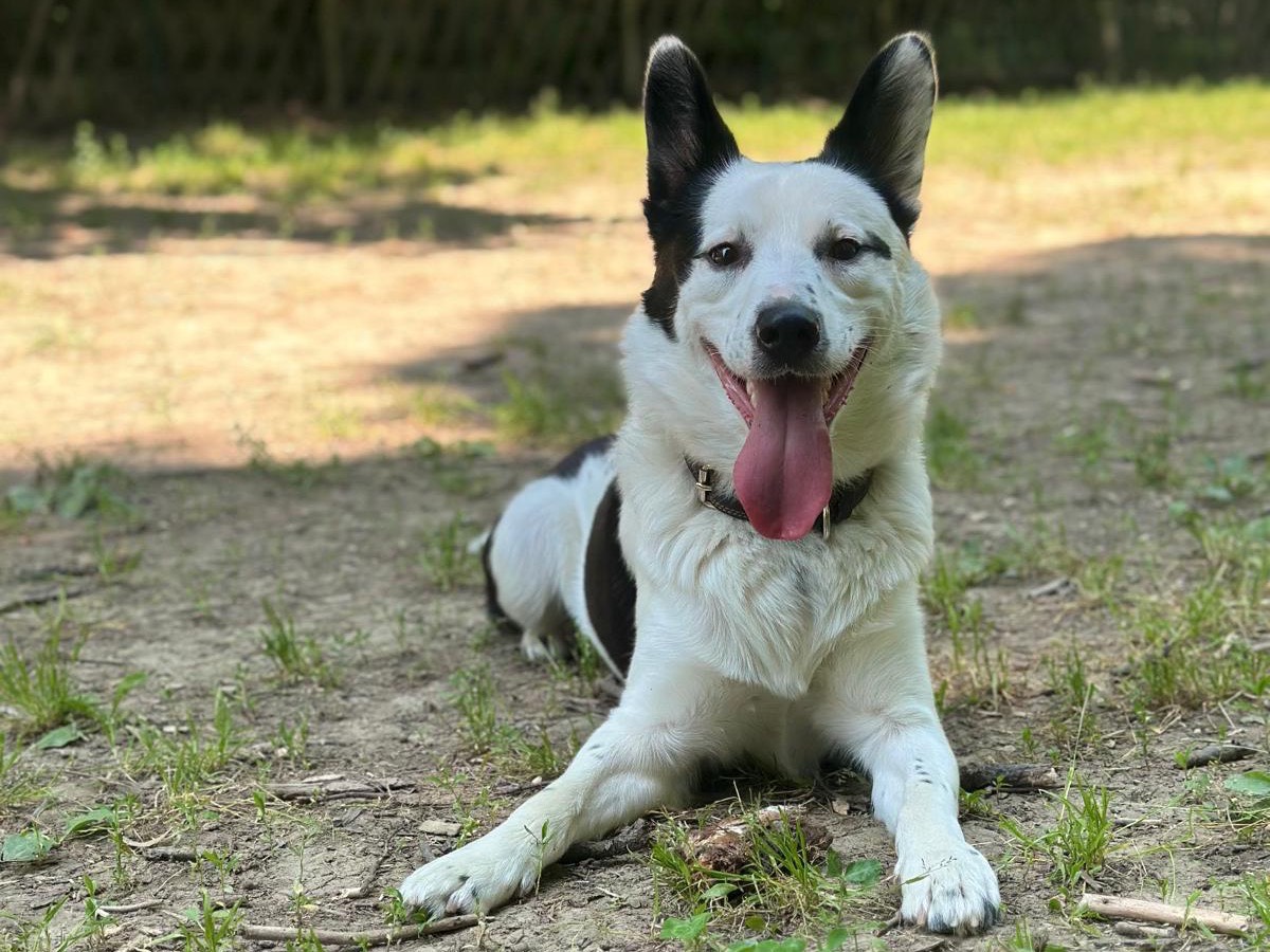 Adozione cane, maschio, Razza sconosciuta Razza sconosciuta, 2 anni e 5 mesi, taglia media, Sassari