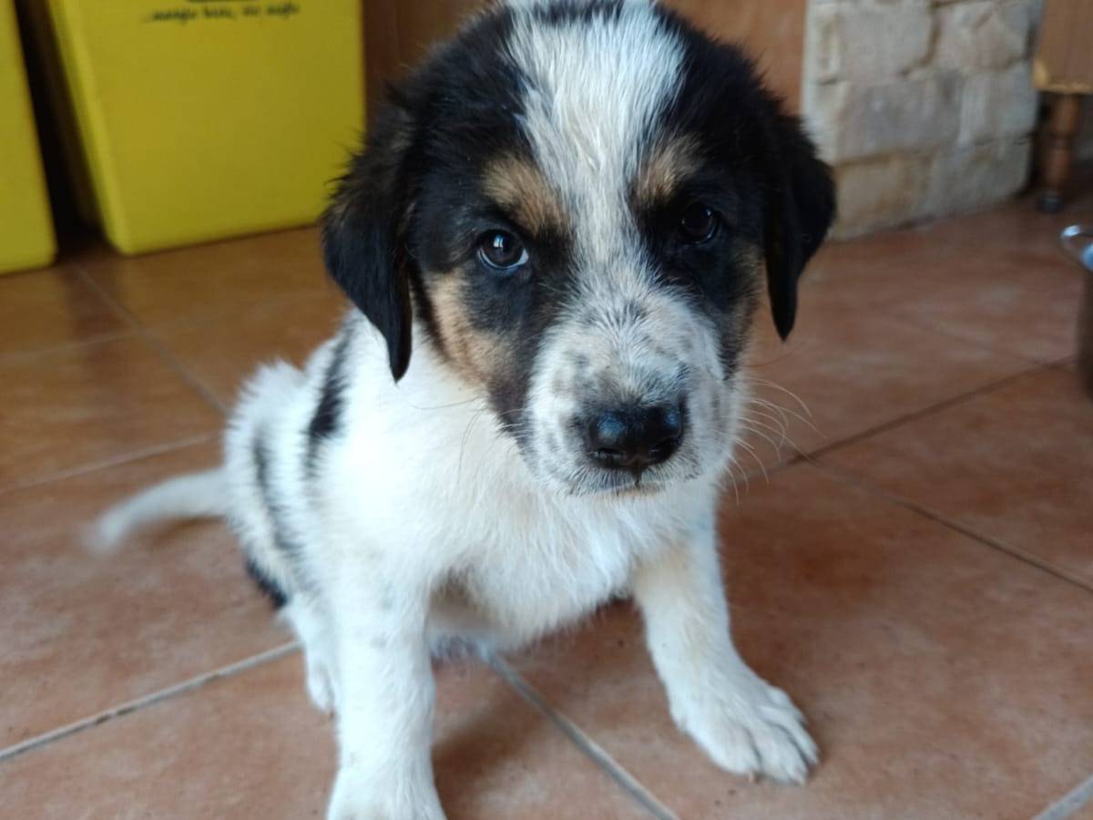 Adotta un cane, femmina, 2 mesi, Novara