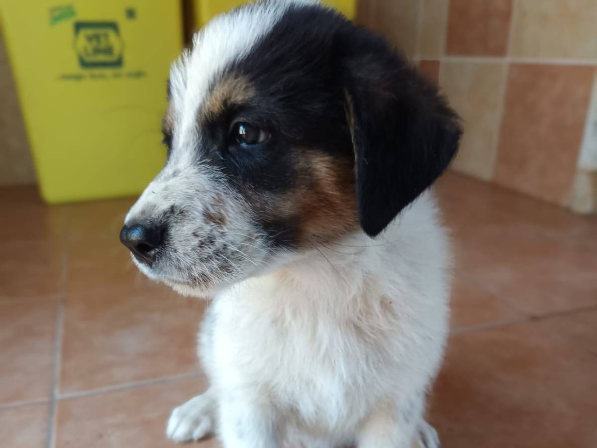 Adotta un cane, taglia media, femmina, Novara