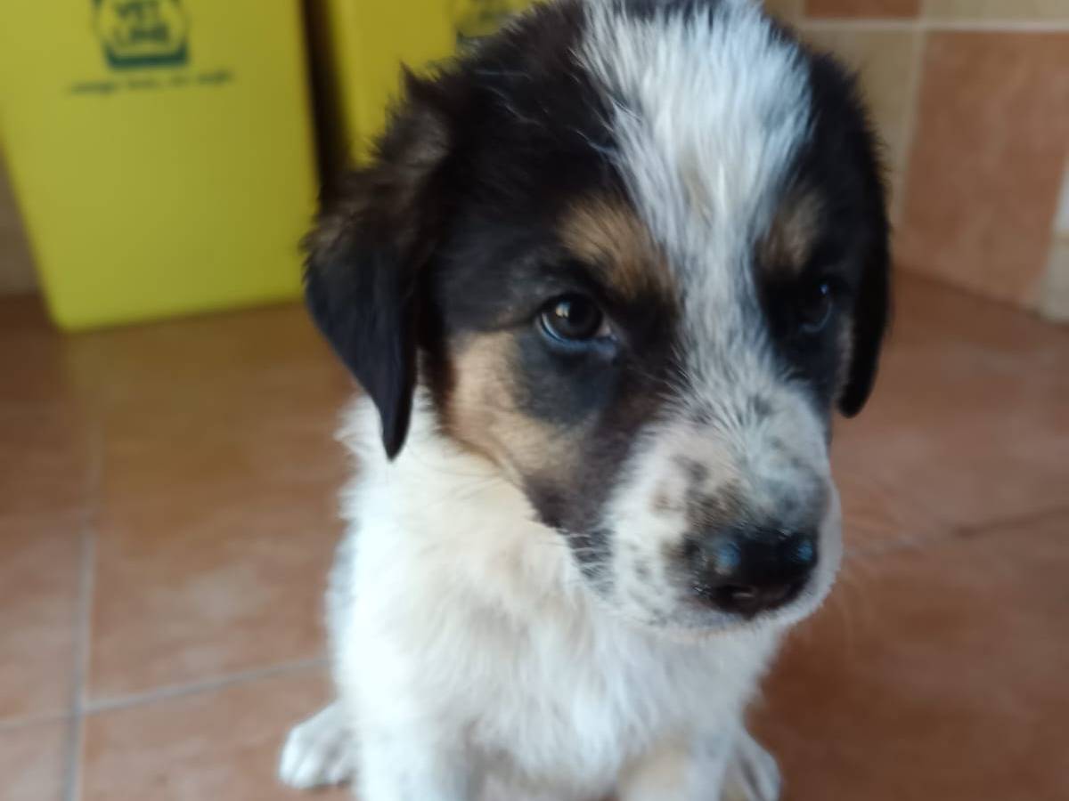 Vuoi adottare un cane a Novara?