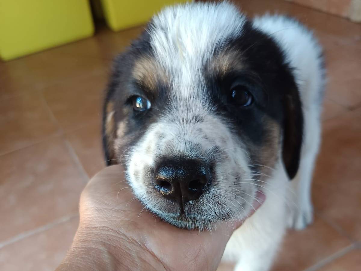 Adotta il cane Audrey  a Novara